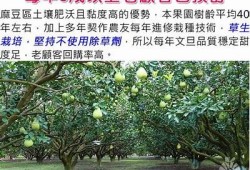 乌鸦麻豆天美京东传媒：彻底解析及市场前景研究