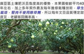 乌鸦麻豆天美京东传媒：彻底解析及市场前景研究