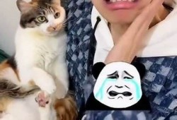 抖阴猫咪：畅玩宠物搞笑视频，分享萌宠日常新体验