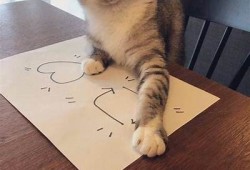 探索可爱猫咪的抖音视频，带你领略萌宠的甜蜜瞬间