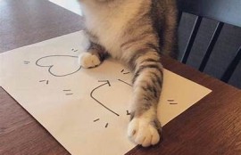 探索可爱猫咪的抖音视频，带你领略萌宠的甜蜜瞬间