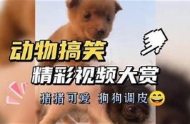趣味羊驼吃草视频，萌宠瞬间带来欢乐！