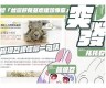 兔宝宝抖阴：揭秘兔宝宝的可爱世界和抖音热门瞬间