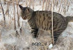 探索抖阴猫咪：带你了解猫咪的神秘世界与趣味生活