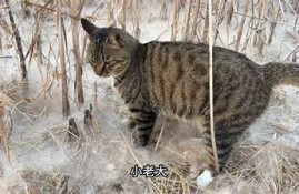 探索抖阴猫咪：带你了解猫咪的神秘世界与趣味生活
