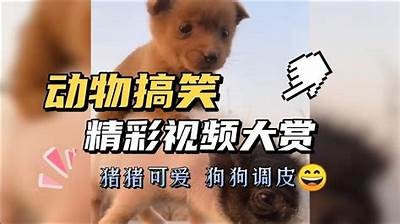 趣味羊驼吃草视频，萌宠瞬间带来欢乐！