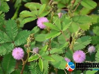 探索含羞草的魅力：麻豆传媒带你进入全新视角
