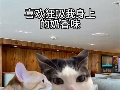快男抖阴猫咪：趣味十足的搞笑视频合集