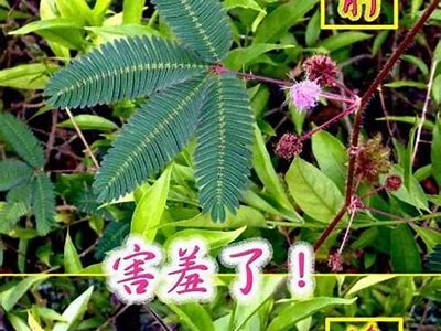 探索含羞草的魅力：麻豆传媒带你进入全新视角