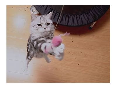 抖阴猫咪：畅玩宠物搞笑视频，分享萌宠日常新体验
